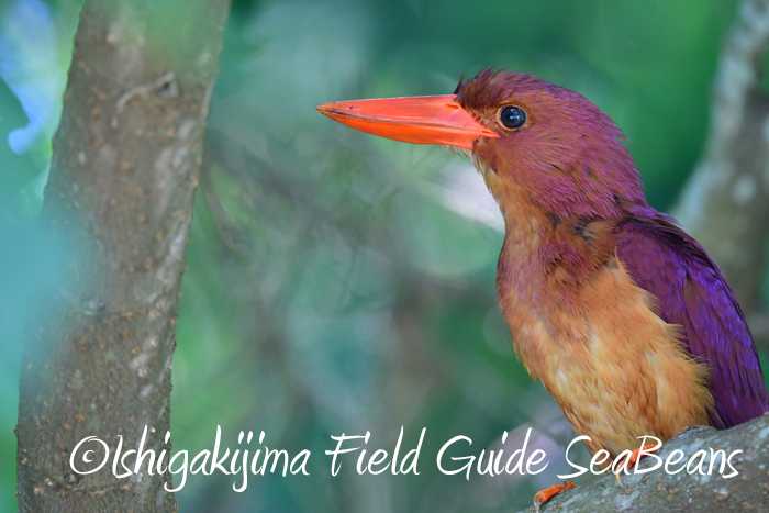 Ruddy Kingfisher(bangsi)