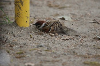 Eurasian Tree Sparrow 和歌山城公園 Mon, 4/22/2019
