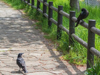 ハシブトガラス 芝川第一調節池(芝川貯水池) 2019年4月20日(土)