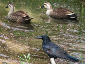 Carrion Crow 芝川第一調節池(芝川貯水池) Sat, 4/20/2019