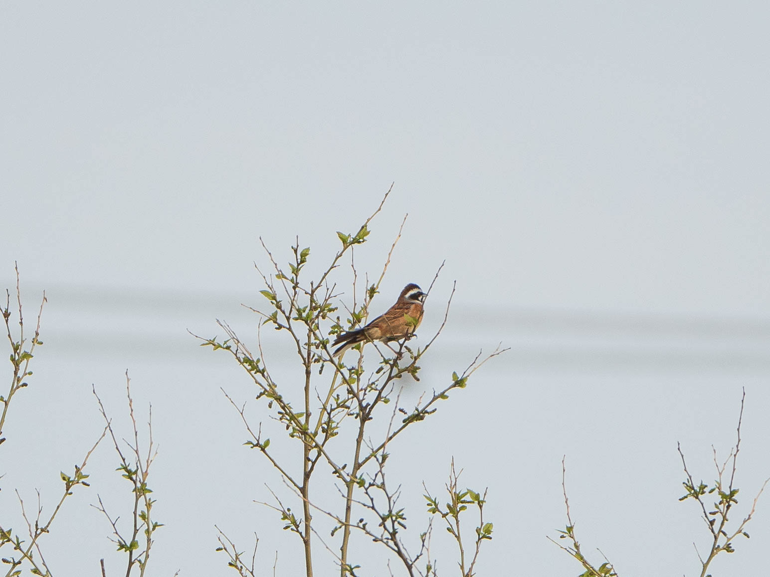 Meadow Bunting