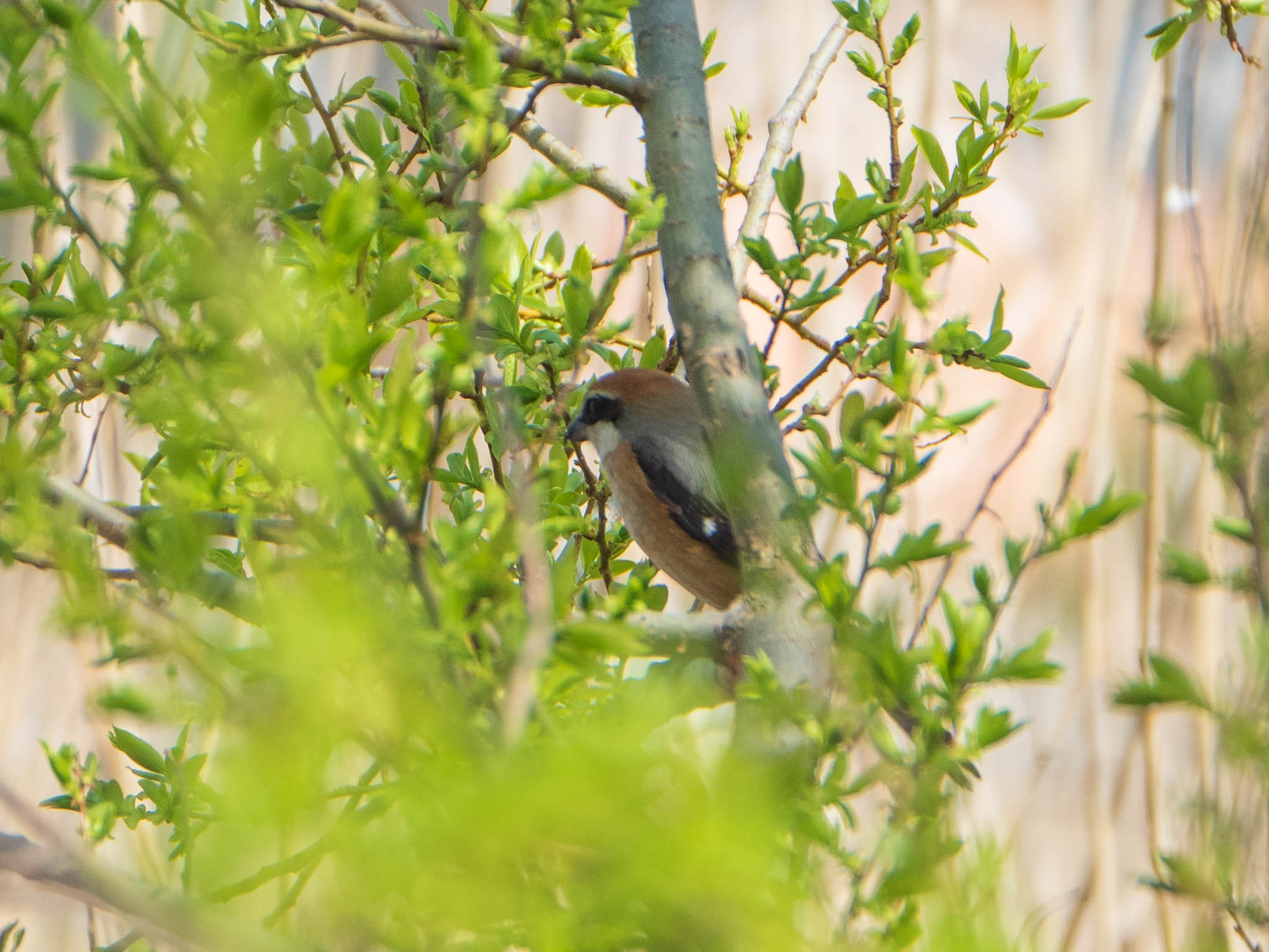 Bull-headed Shrike