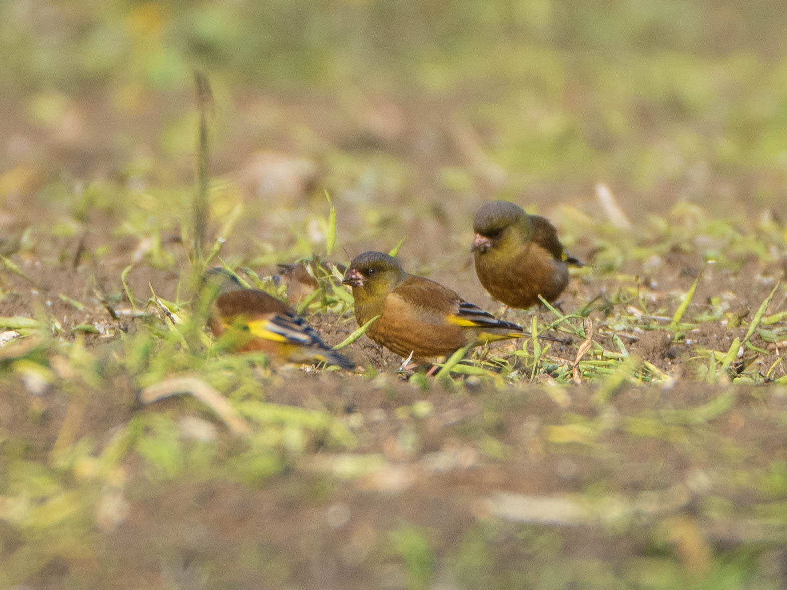 Grey-capped Greenfinch