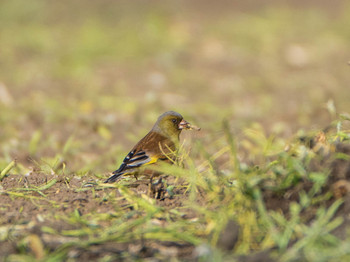 カワラヒワ 芝川第一調節池(芝川貯水池) 2019年4月20日(土)