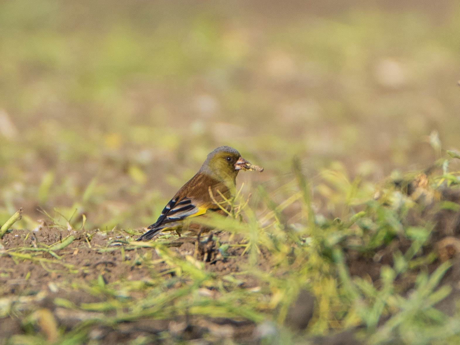 Grey-capped Greenfinch