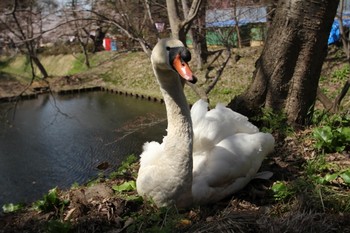 コブハクチョウ 青森県弘前市 2019年4月22日(月)