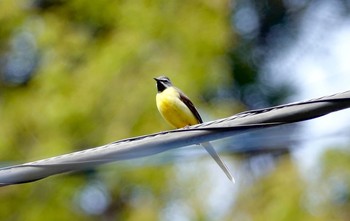 2019年4月21日(日) 奥多摩周遊道路の野鳥観察記録