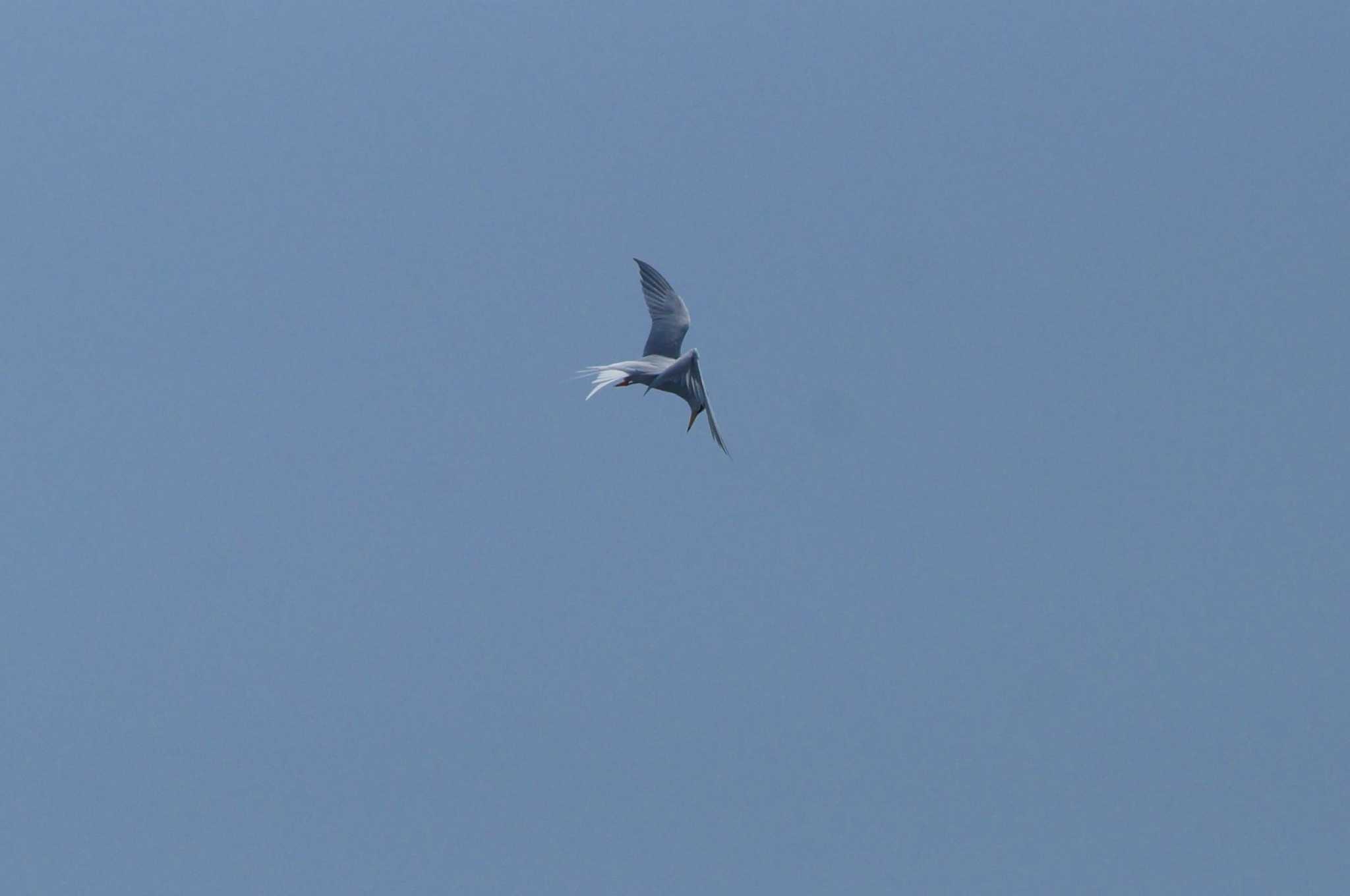 Little Tern