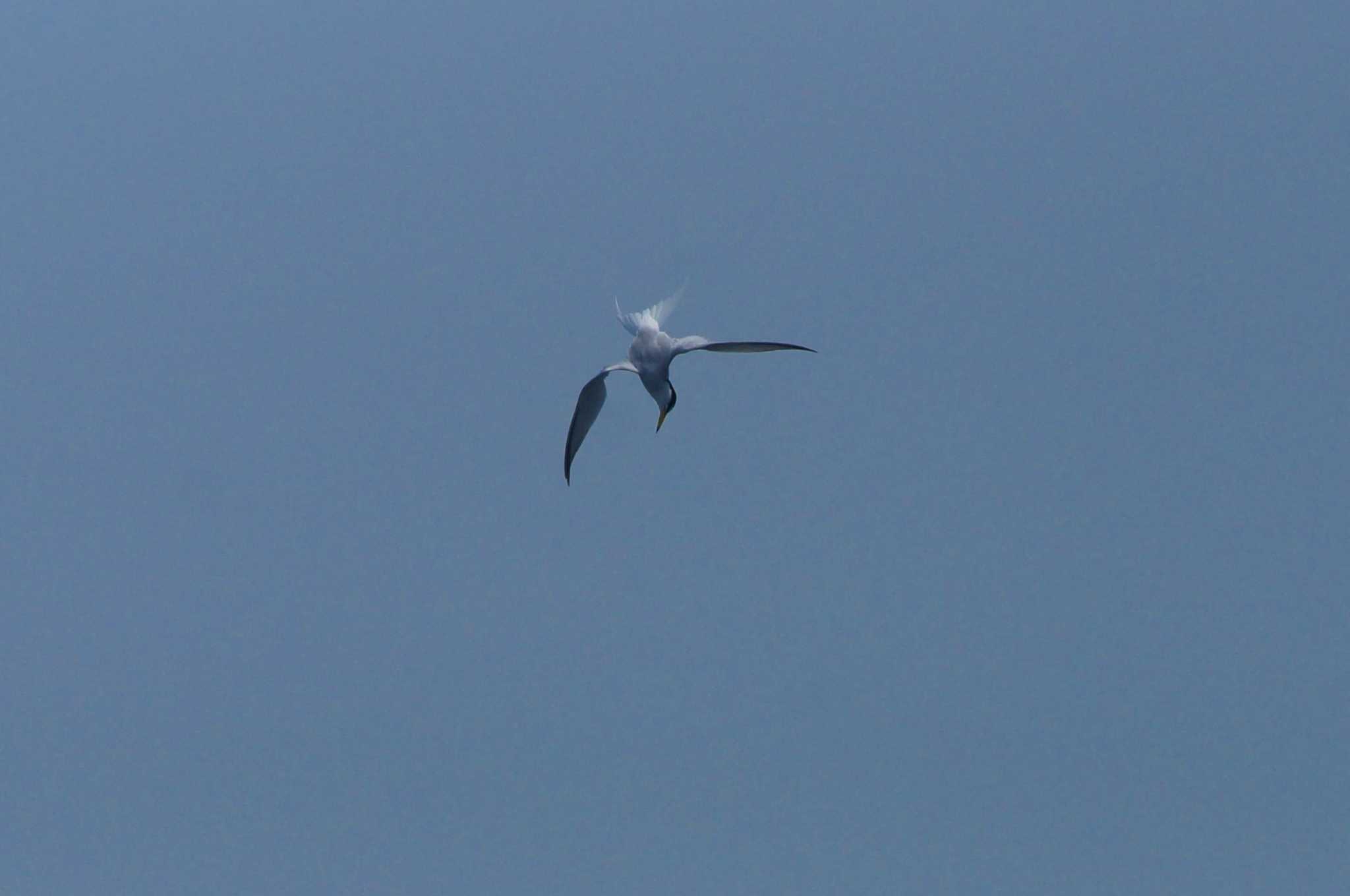 Little Tern