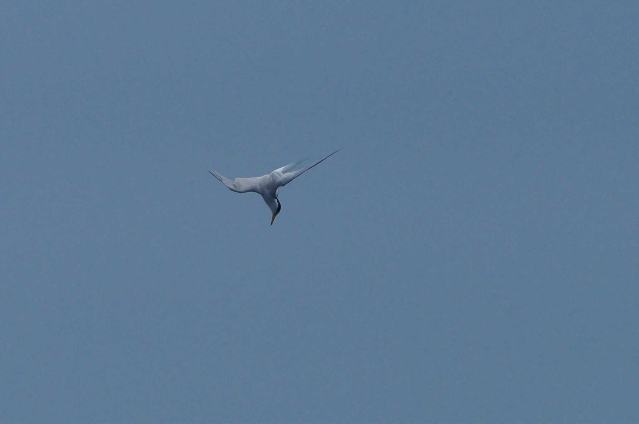 Little Tern