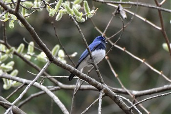 オオルリ 烏川渓谷 2019年4月21日(日)