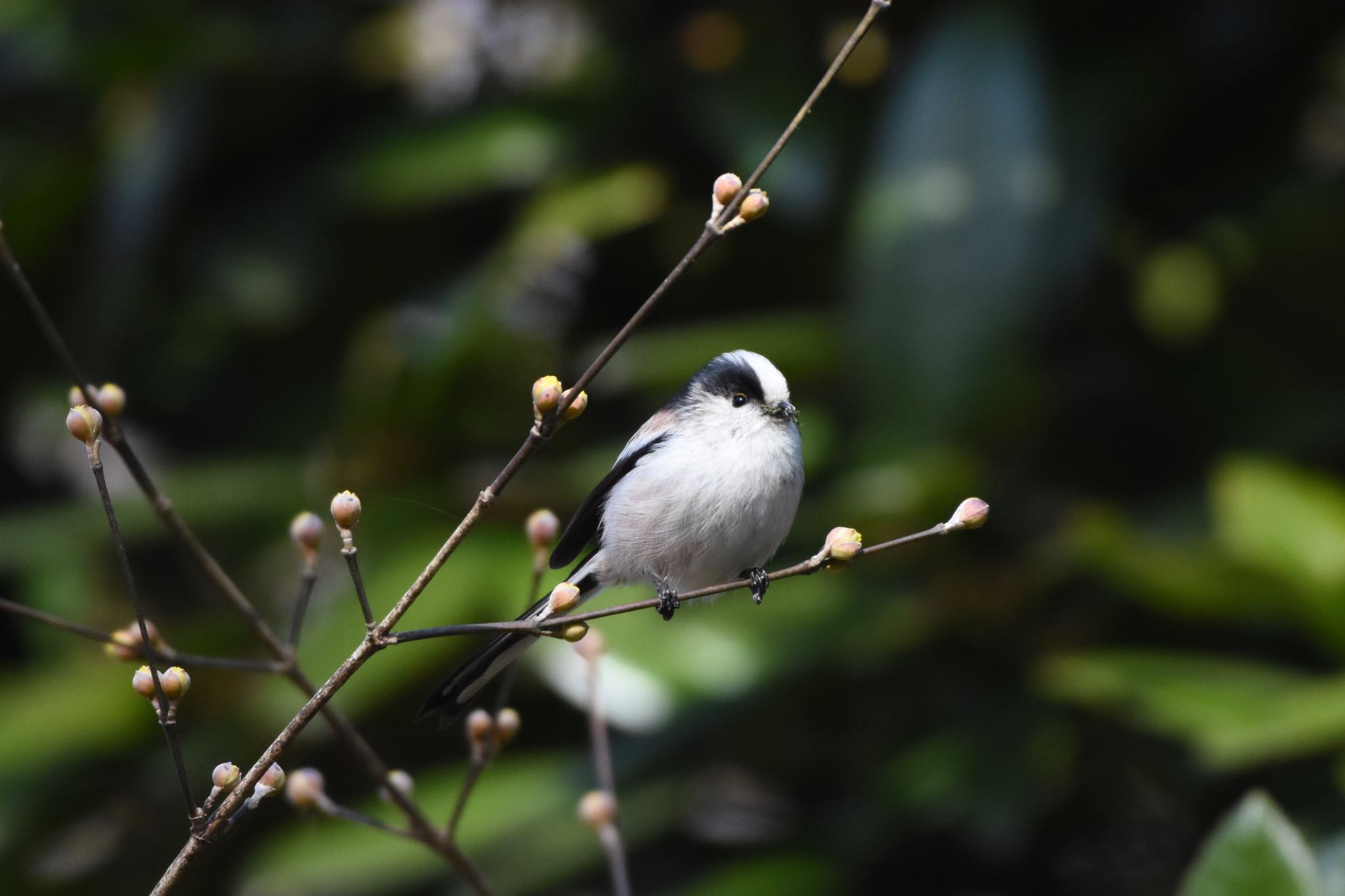 小石川植物園 エナガの写真 by Hofstadter2303