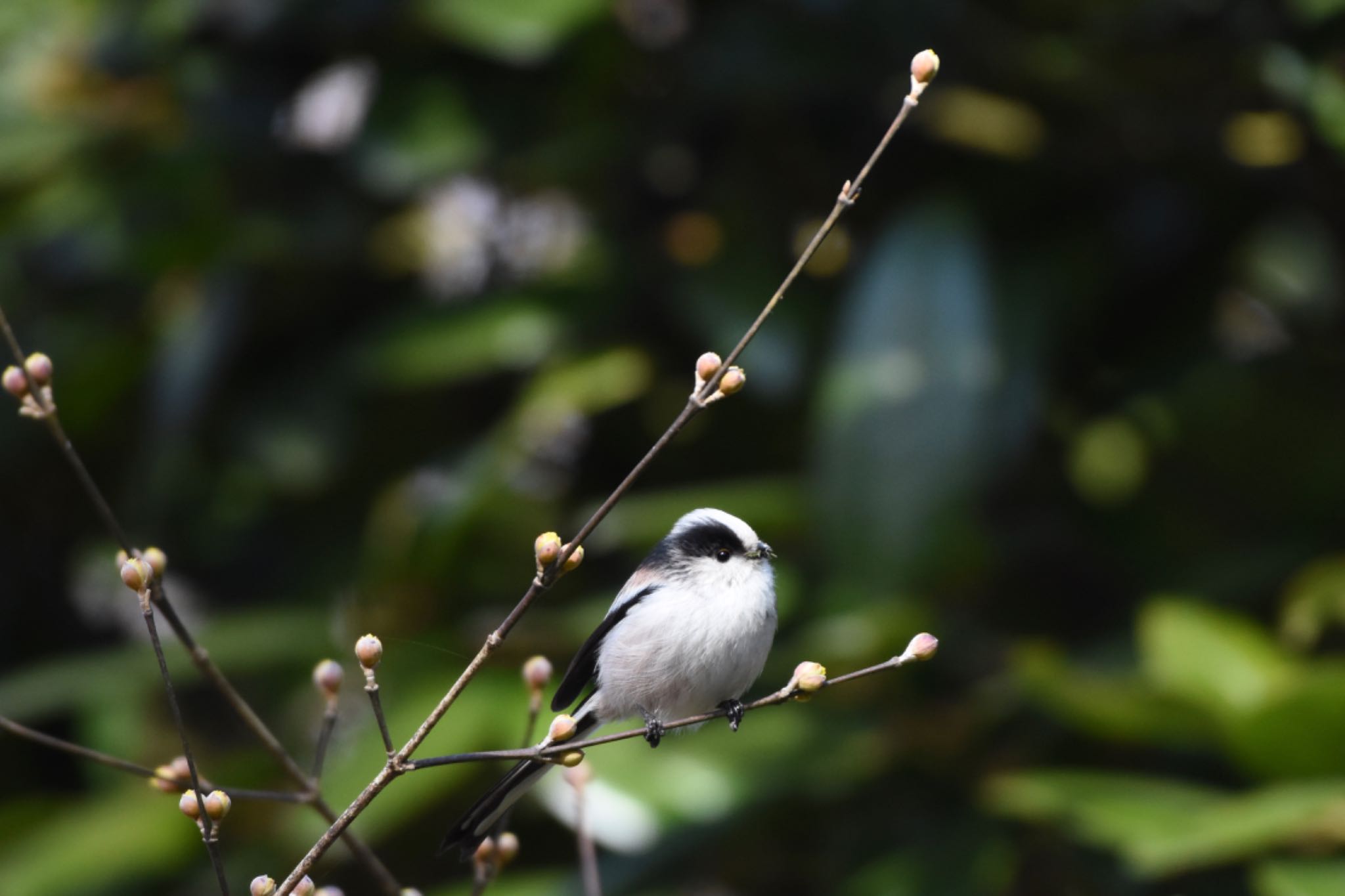 小石川植物園 エナガの写真 by Hofstadter2303