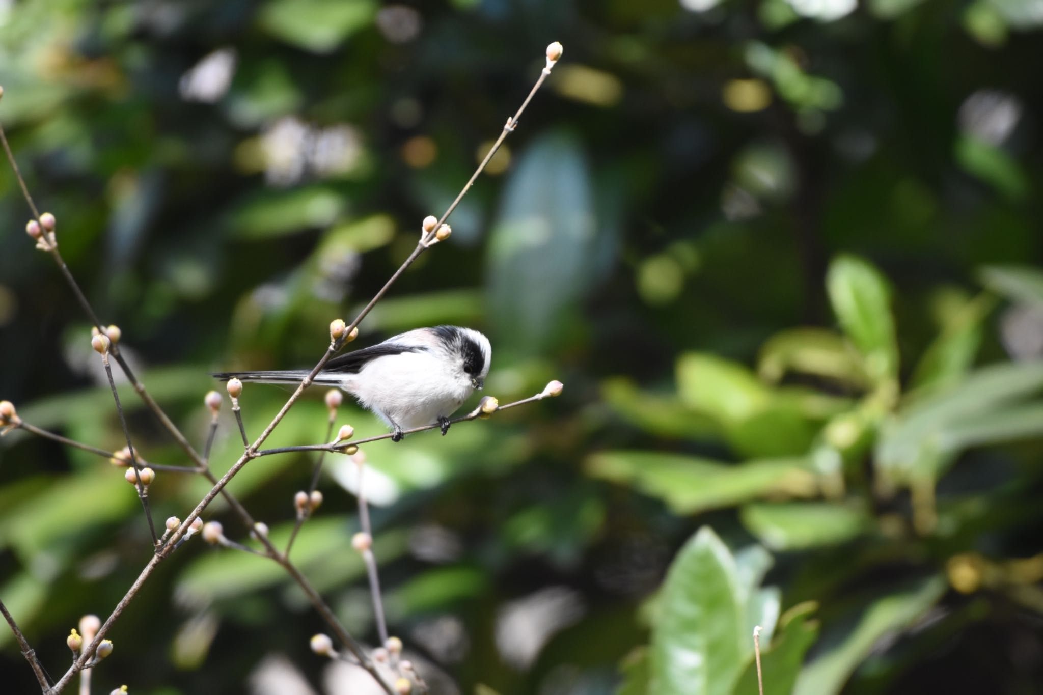 小石川植物園 エナガの写真 by Hofstadter2303