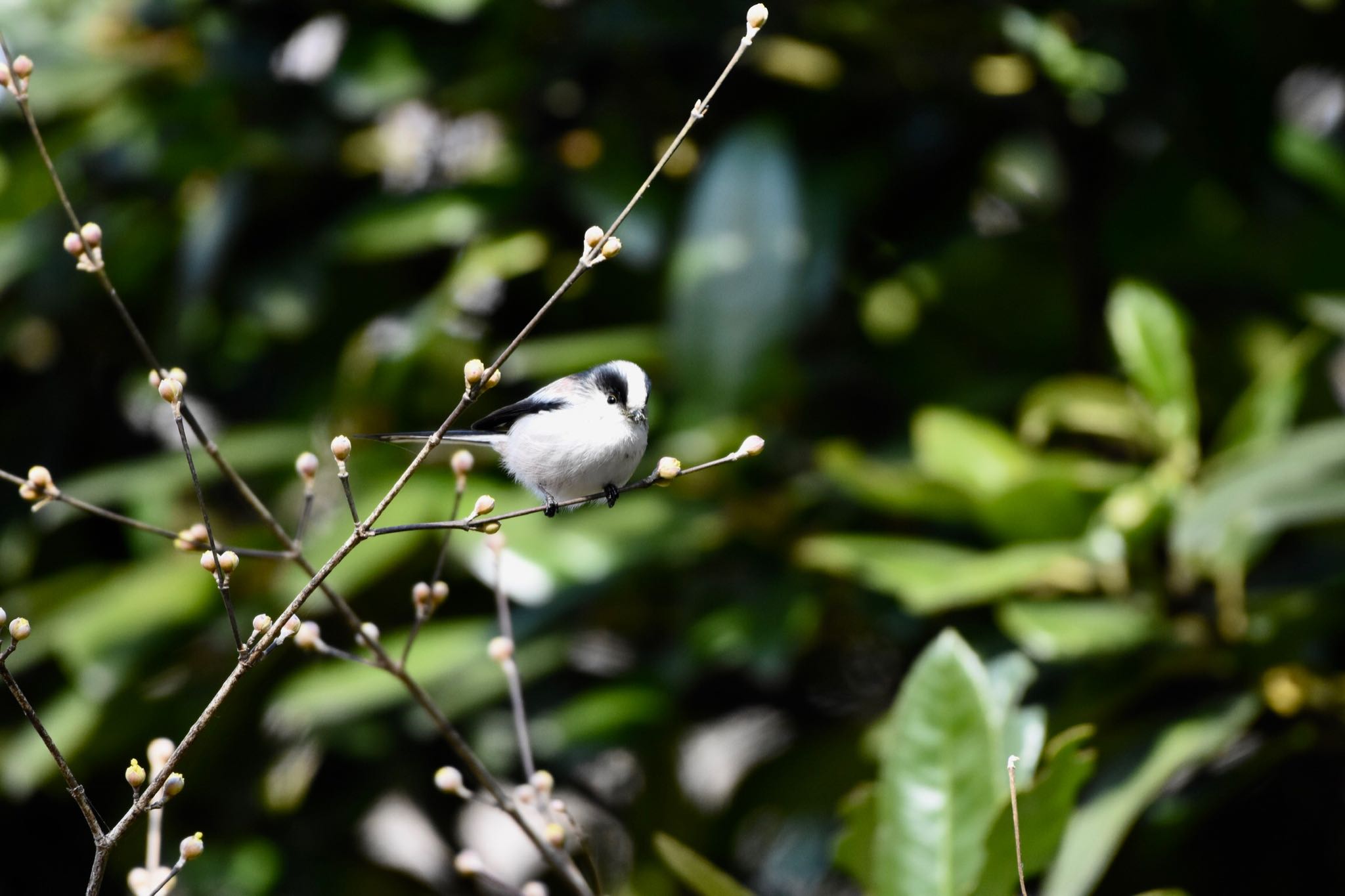 小石川植物園 エナガの写真 by Hofstadter2303