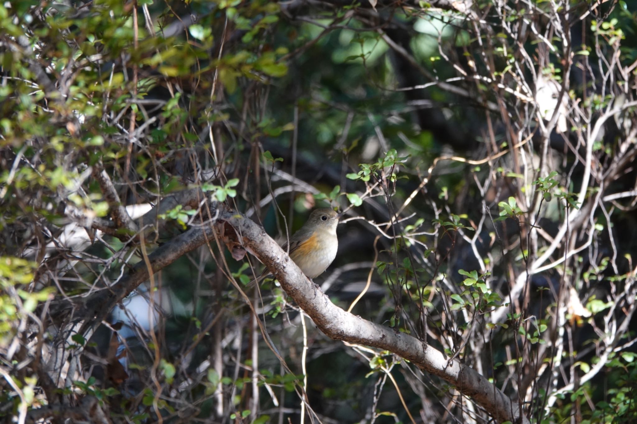 小石川植物園 ルリビタキの写真 by Hofstadter2303