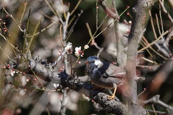 Sun, 2/18/2018 Birding report at Koishikawa Botanic Garden