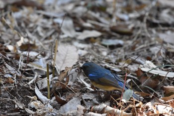 2018年2月20日(火) 明治神宮の野鳥観察記録