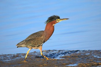 Green Heron