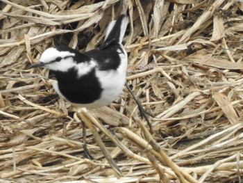 White Wagtail 創成川緑地(札幌) Tue, 4/23/2019