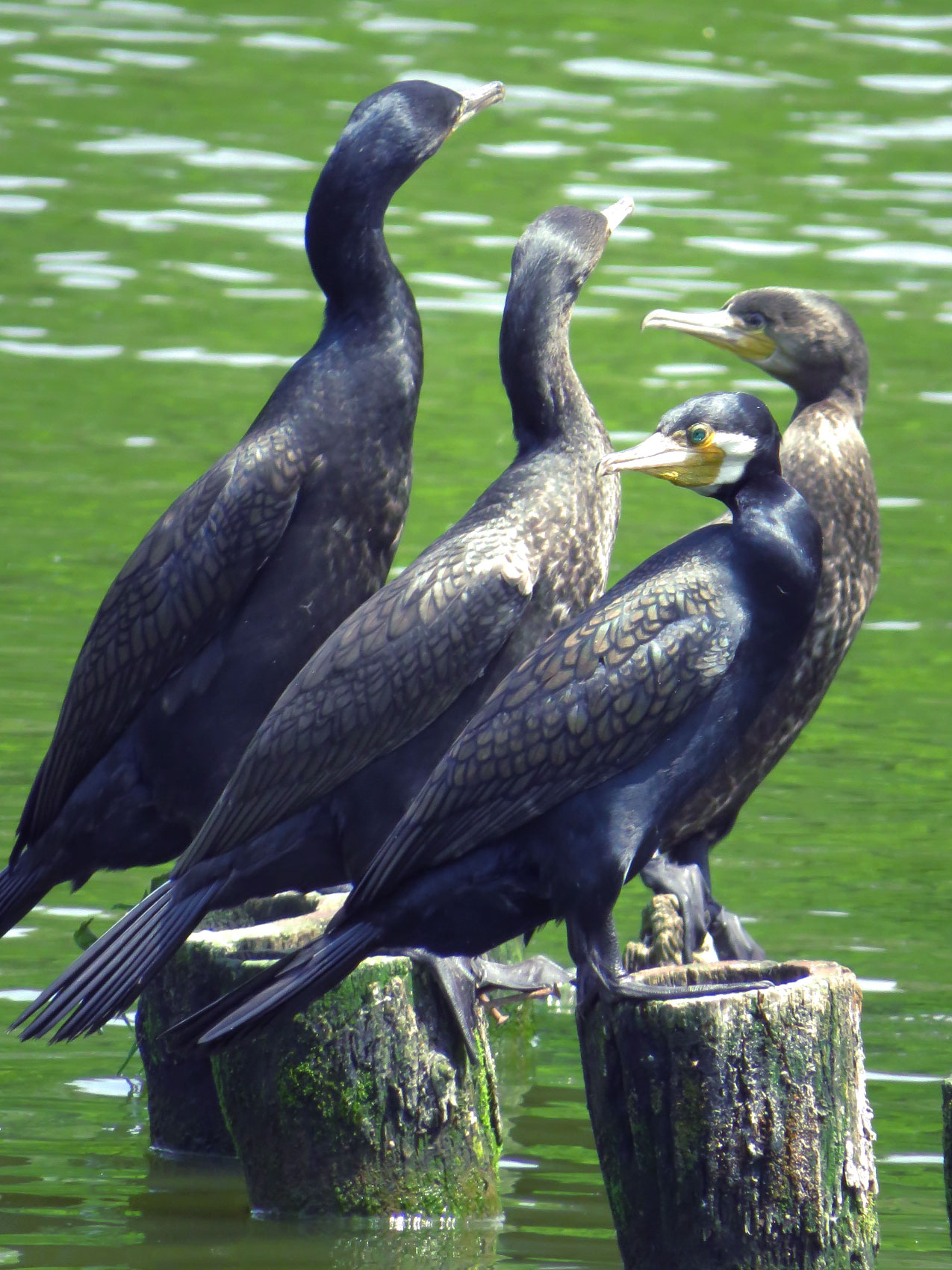 水元公園 カワウの写真 by とろろ