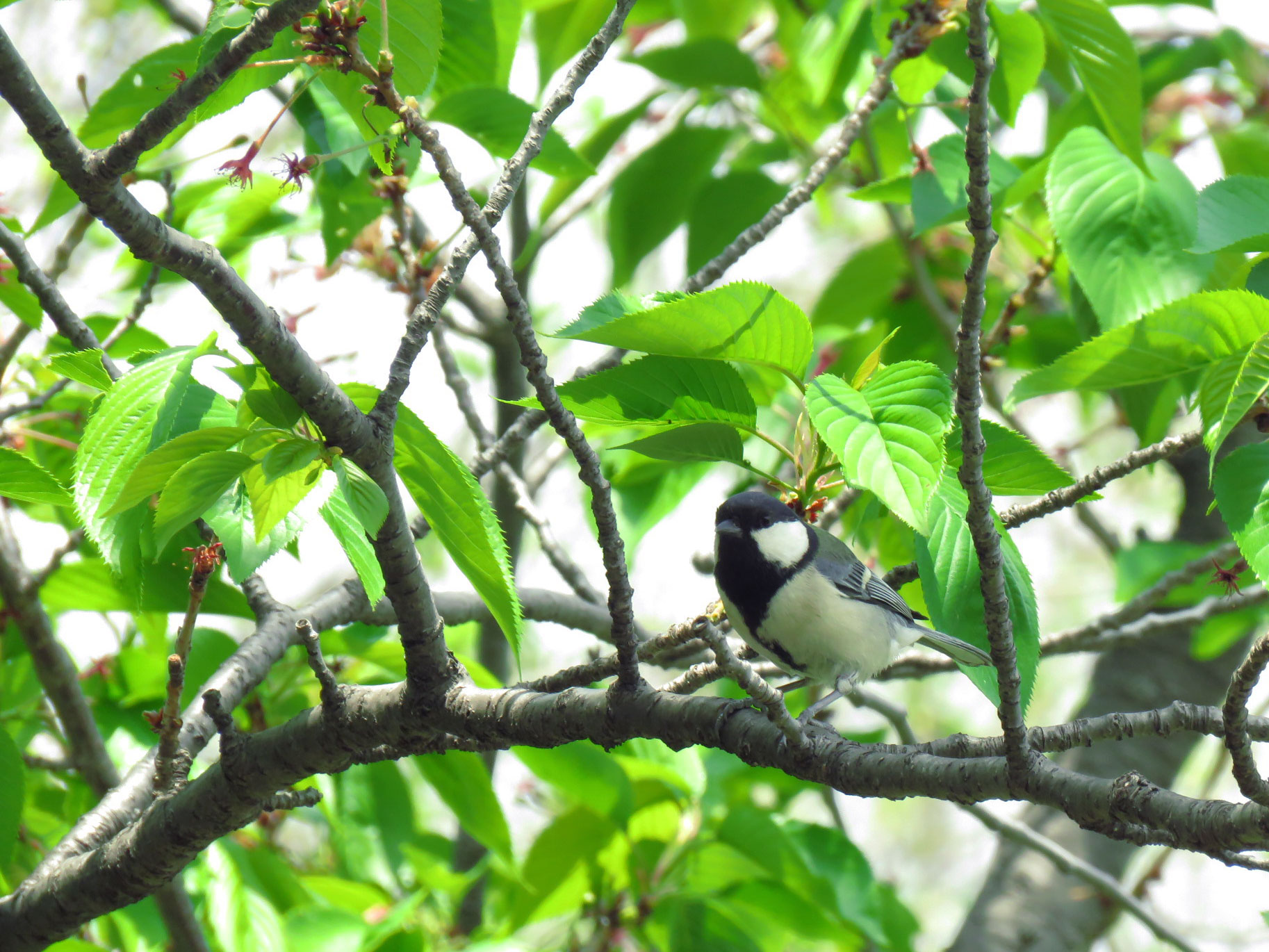 Japanese Tit