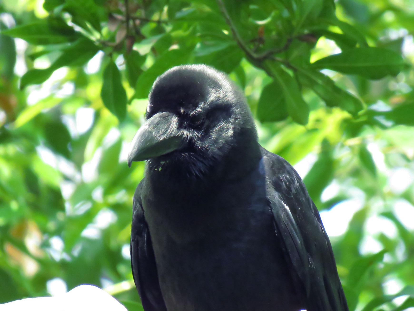 Large-billed Crow