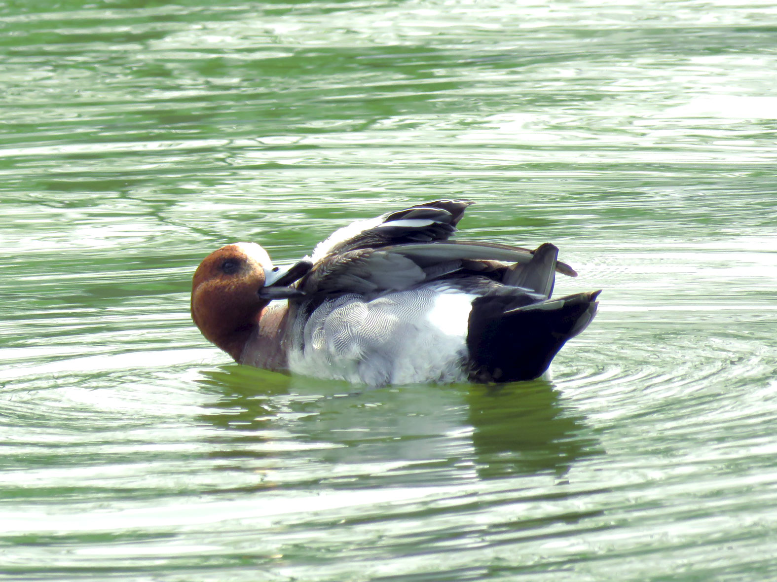 Eurasian Wigeon