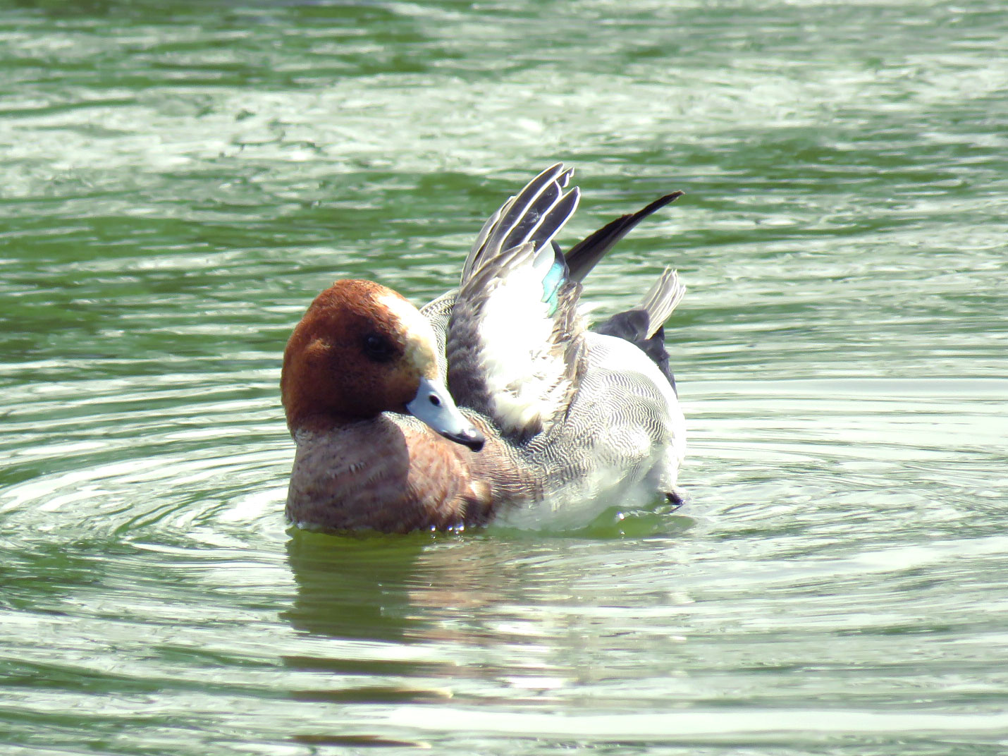 Eurasian Wigeon