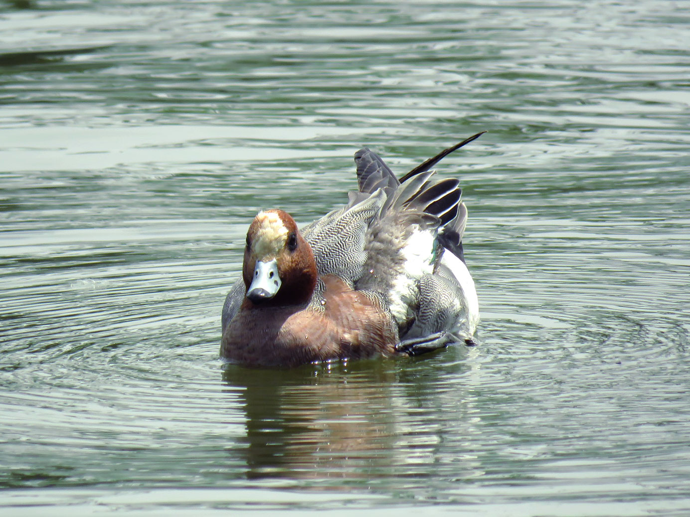 Eurasian Wigeon