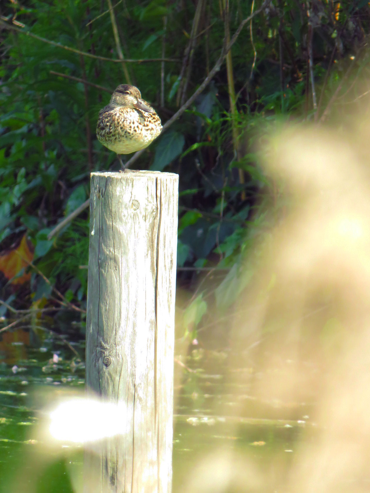 Eurasian Teal