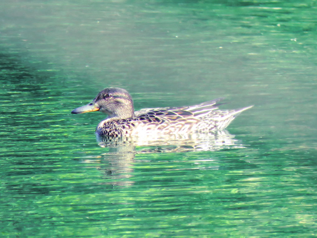 水元公園 コガモの写真 by とろろ