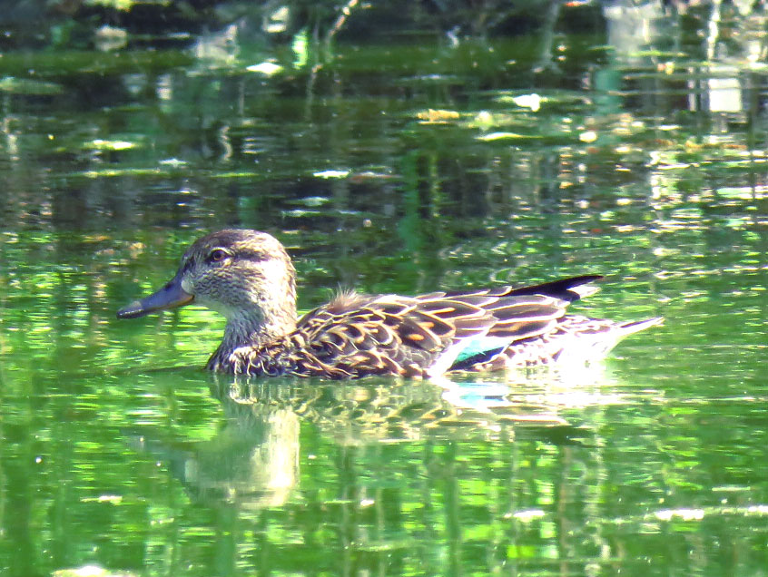 Eurasian Teal