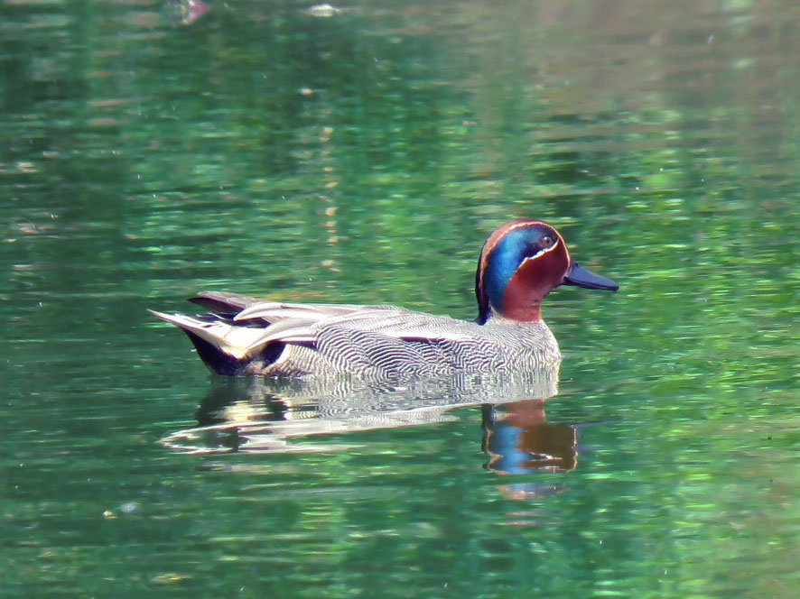 Eurasian Teal