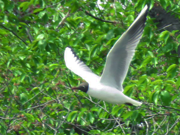 Black-headed Gull