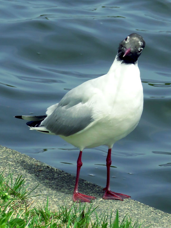 Black-headed Gull