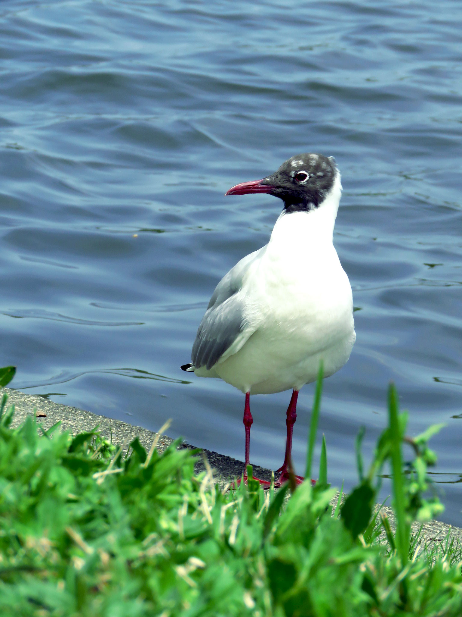 Black-headed Gull