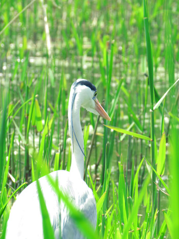 Tue, 4/23/2019 Birding report at Mizumoto Park