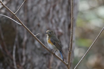Red-flanked Bluetail 札幌市 Sat, 4/20/2019