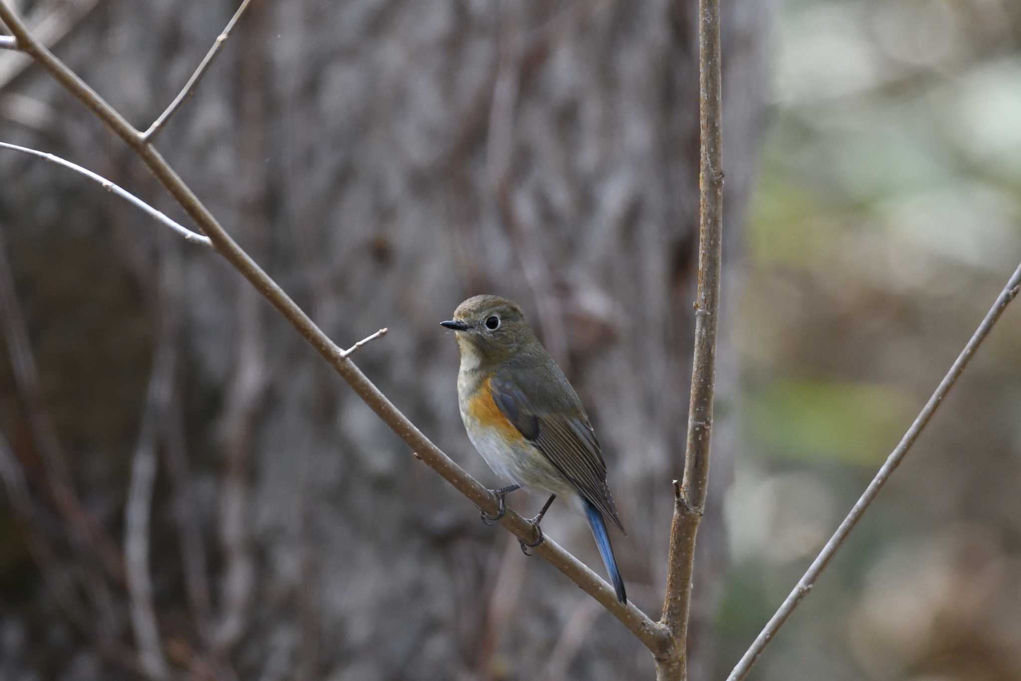 Photo of Red-flanked Bluetail at 札幌市 by mike2475