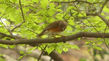 2019年4月22日(月) 大泉緑地の野鳥観察記録