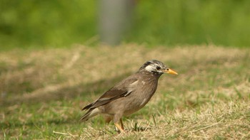 2019年4月23日(火) 大阪城公園の野鳥観察記録