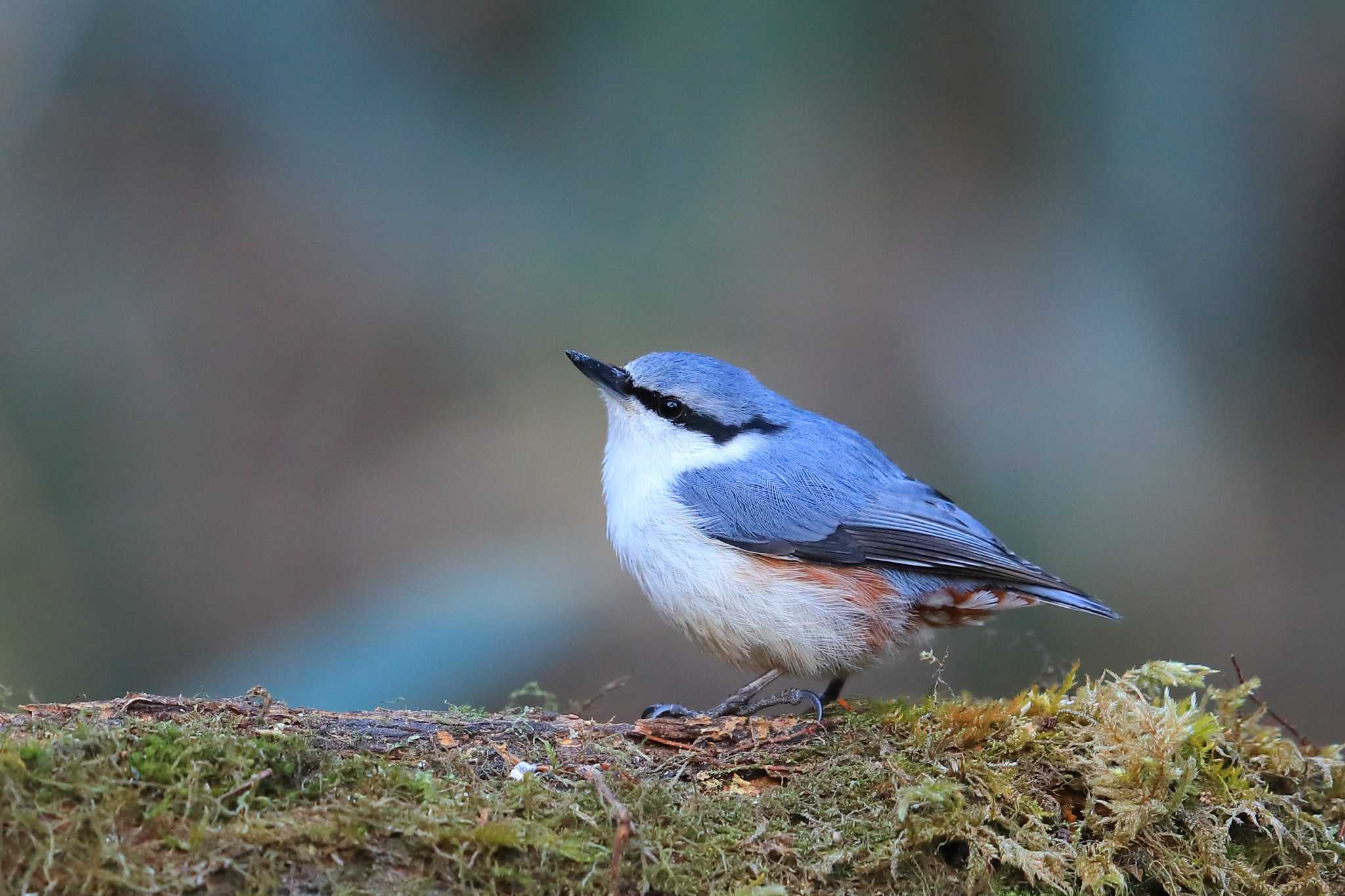 Photo of Eurasian Nuthatch at  by ルリバカ