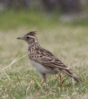 Eurasian Skylark 平城宮跡 Tue, 4/23/2019