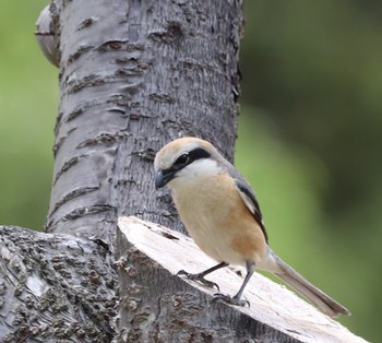 Bull-headed Shrike 平城宮跡 Tue, 4/23/2019