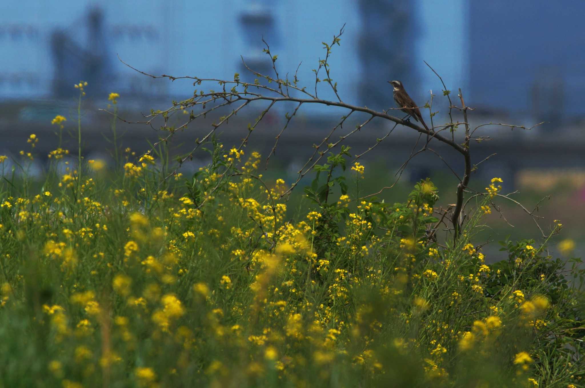 Dusky Thrush