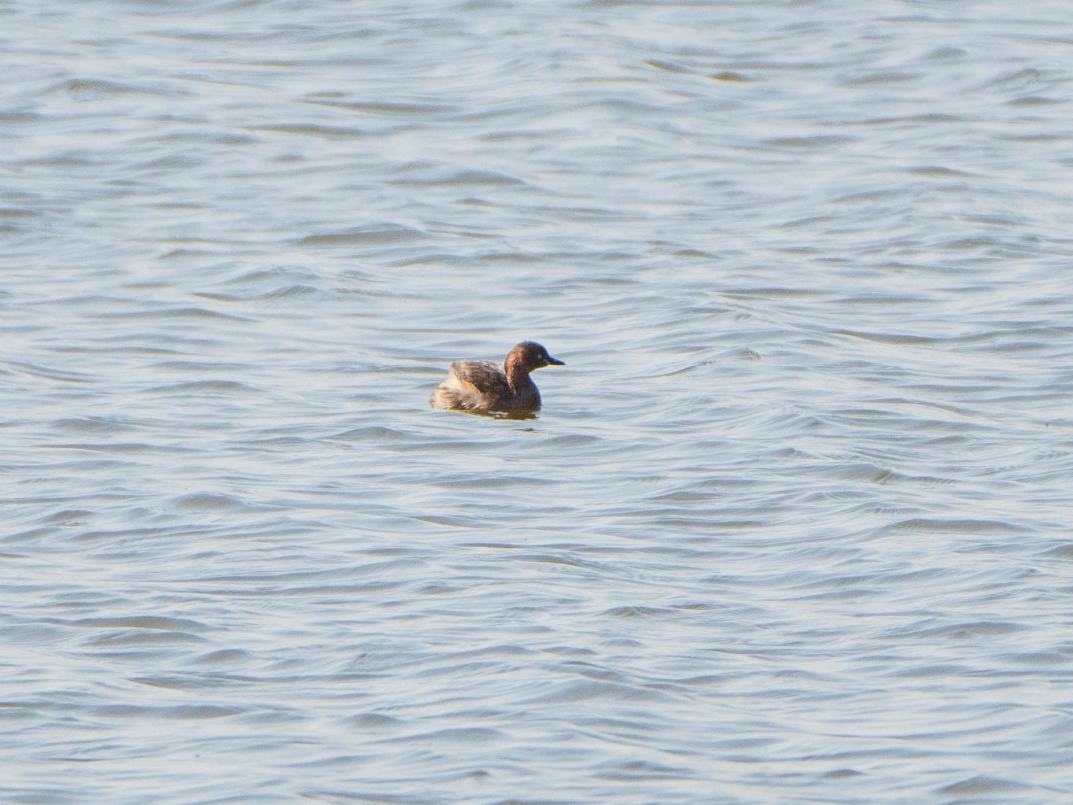 Little Grebe