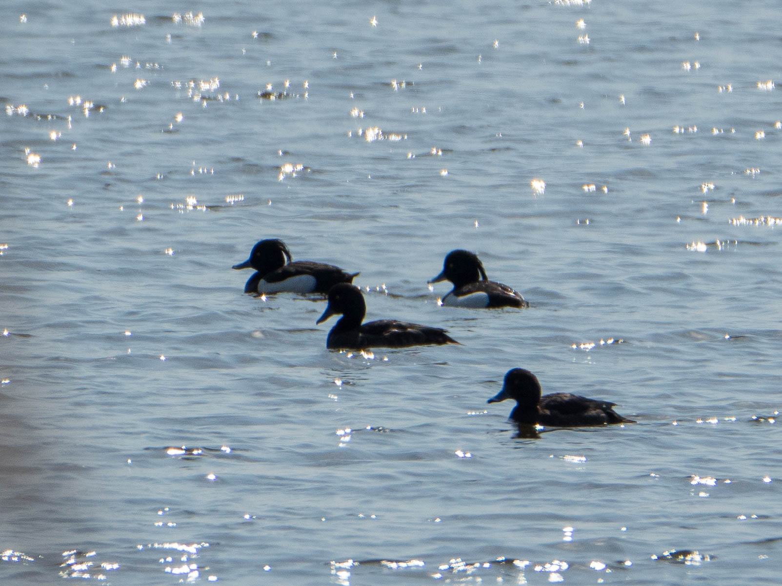 Tufted Duck