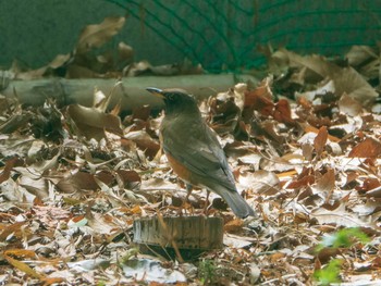 2019年4月20日(土) 芝川第一調節池(芝川貯水池)の野鳥観察記録