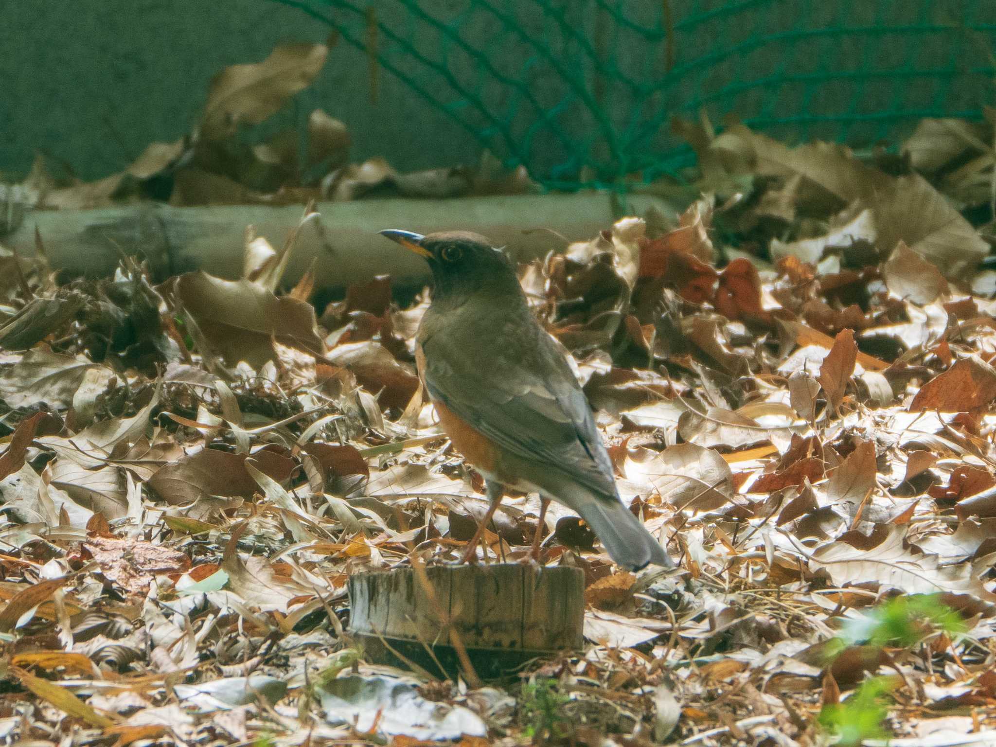 Brown-headed Thrush